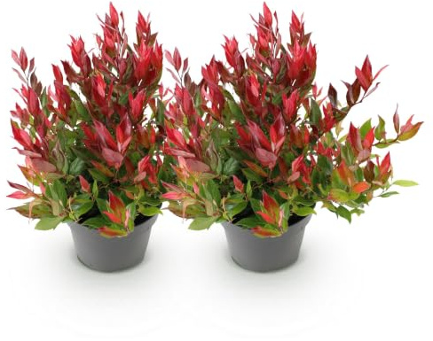 GreenboutiQ - Gartenpflanze - Leucothoe Little Flame - Rot - 2 Pflanzen - Immergrün - Pflegeleicht - Topf 17cm Höhe 45cm