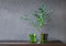 Blaugummibaum Eukalyptus 10 Samen Eucalyptus gunnii
