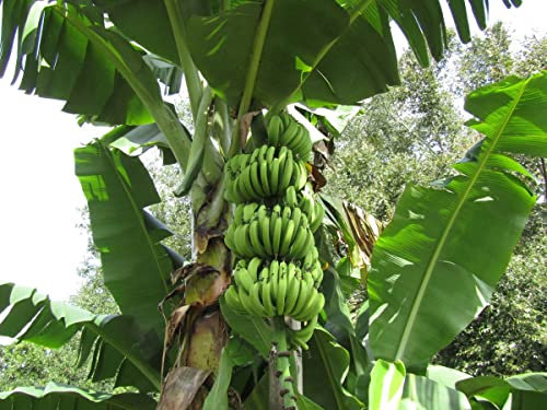 Bloom Green Co. Bonsai 50 PC-Dwarf-Bananen-Baum, Innen Tropical Obstbaum, Bonsai Balkon Blume für Haus Pflanzen, Keimung von 95%: c