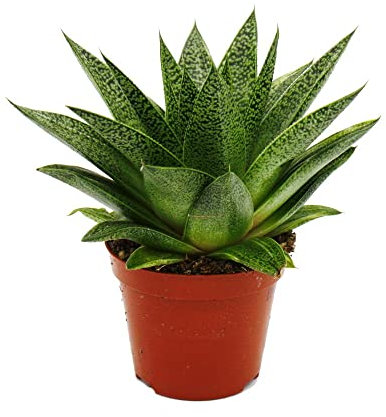 Exotenherz - Sukkulente - Gasteria D Tiga - Gasterie - 8,5cm Topf