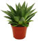 Exotenherz - Sukkulente - Gasteria D Tiga - Gasterie - 8,5cm Topf