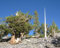 Pinus longaeva grande bacino pini in tree seed semi!