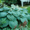 Funkien Zwiebeln，Funkien Rhizome,Funkien Knollen,Winterhart Winterhart Zwiebeln Hosta Pflanze Winterhart Hosta Wurzel Lange BlüTezeit MehrjäHrige Blumen,Wachsen Schnell-8zwiebeln-J