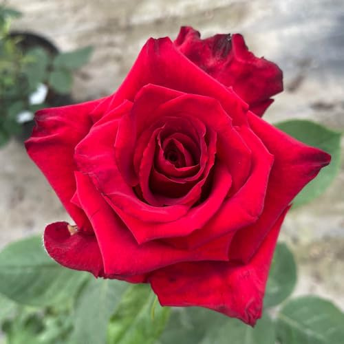 YouGarden Harkness Roses 'Pride of England', Established Plant in 4 Litre Pot, Ready to Plant, Deep Red Fragrant Roses, For Garden Pots and Borders