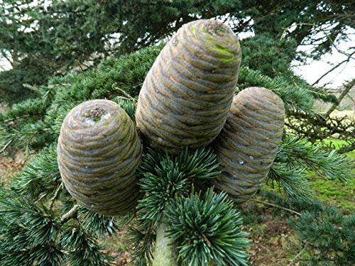 Himalaya-Zeder Cedrus deodara Pflanze 25-30cm Himalayazeder Zeder Rarität