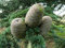 Himalaya-Zeder Cedrus deodara Pflanze 25-30cm Himalayazeder Zeder Rarität