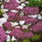 Semillas de Berro, 700 Piezas Semillas de plantación Paisajismo productivo Planta de jardinería Natural Semillas de Berro de Roca Suministros de jardín Rosado
