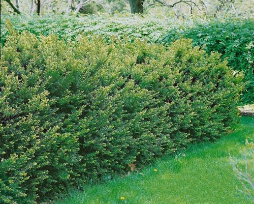 Taxus media 'Brownii' 70-80 cm - Bechereibe, immergrün, ideal für Hecken und Kübel, pflegeleicht, winterhart