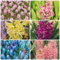 22 piezas bulbos de jacinto resistentes - regalo de de de flores exóticas, Hyacinthus orientalis, plantas de rocalla de jardín interior planes resistentes plantas