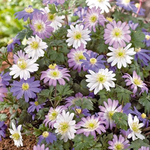 Bloomique - 50 Stück - Anemone Blanda Mischung - Frühblüher - Blumenzwiebeln - Mëhrjarig - Winterhart - Wächst zu 10-15 cm