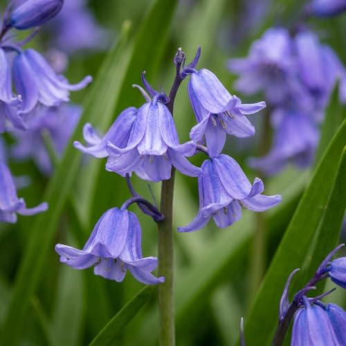 GreenboutiQ - Blumenzwiebeln - Hyazinthen Zwiebeln - Bulbs Hardy Perennial - Farbe Blau - 20 Stück - Zwiebelgröße 7/8 - XXL Pack