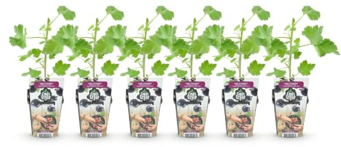 GreenboutiQ - Obstpflanzen - Jostabes - Ribes Jostabes - Winterhart - 6 Pflanzen - Topf 9 cm - Schwarze Johannisbeere