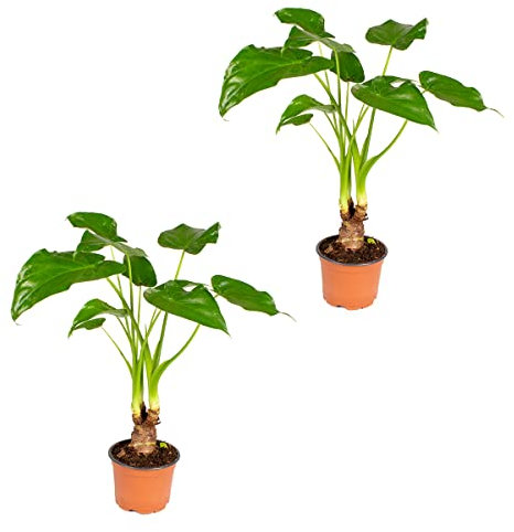 Bloomique - Lot de 2 - Alocasia Cucullata - Oreille d’Éléphant - Plantes d’intérieur - Hauteur 30-40 cm - Pot 12 cm