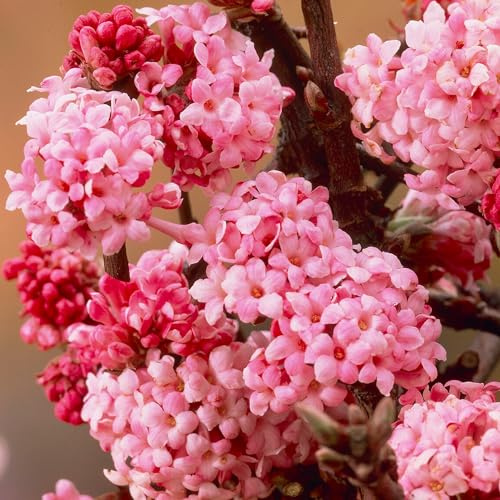 GardenersDream Viburnum Bodnantense Dawn – Duftende Winter Schneeballpflanze – Winterharter Laubabwerfender Mehrjähriger Blühstrauch – Zierpflanze für Beete, Patio & Balkon (15–30cm, inkl. 9cm Topf)