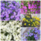 1000 pcs blaukissen samen bodendecker winterhart mehrjährig blaukissen pflanzen bodendecker winterhart gartenpflanzen bodendecker samen winterhart steingartenpflanzen winterhart gartendeko