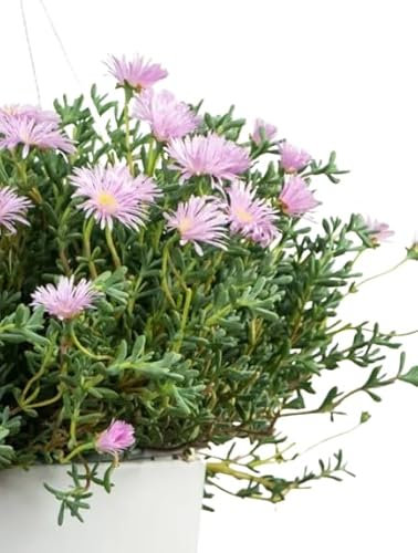 Mesen Natural Suculenta Rastrera - Planta de Exterior y Poco Mantenimiento