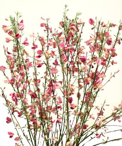 Elfenbeinginster `Cytisus praecox Hollandia` Ginster Hollandia 40-60 cm winterhart