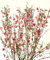 Elfenbeinginster `Cytisus praecox Hollandia` Ginster Hollandia 40-60 cm winterhart