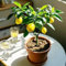 albero di limone resistente - semi alberi da frutto nani albero di limone vaso per piante piante da balcone semi bonsai giardino perenni resistenti e perenni decorazione del balcone 200pcs