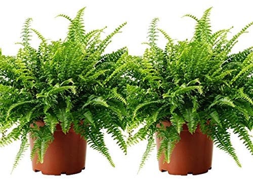 2 x Boston Fern - Nephrolepis Exaltata - Bushy Indoor Plants in 12cm Pots