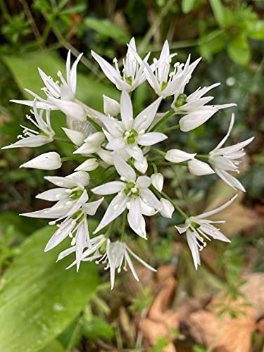 3 x Allium ursinum (Wild Garlic) Bulbs Ready to Plant in Your Garden (Free UK Postage)
