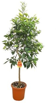 NARANJO WASHINGTON COPA | NAVELINA | NAVEL | FRUTALES | PLANTA NATURAL | MACETA 26 CM | ALTURA 100-120CM