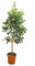 NARANJO WASHINGTON COPA | NAVELINA | NAVEL | FRUTALES | PLANTA NATURAL | MACETA 26 CM | ALTURA 100-120CM