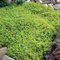 350 Stück Thymian Samen, Thymian Pflanze Samen für Garten und Balkon, Pflanzen Samen, Bodendecker Thymian, Ideale Garten Pflanzen, Balkon Pflanzen (Grün)