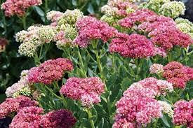Aamish Semillas de plantas Sedum Telephium