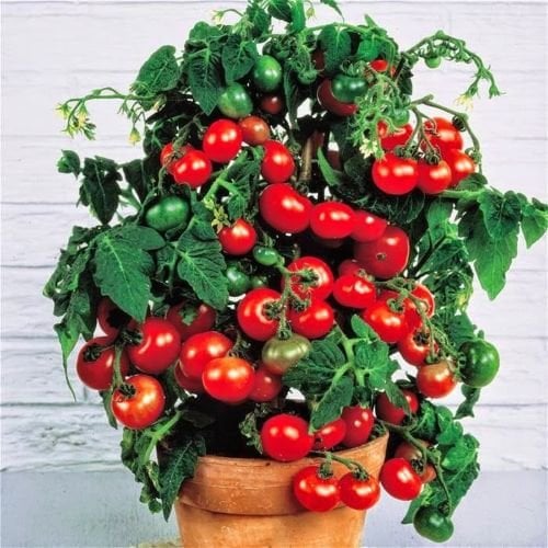 Tiny Tim nano ciliegia pomodoro 60+ seme biologico fresco per il 2017