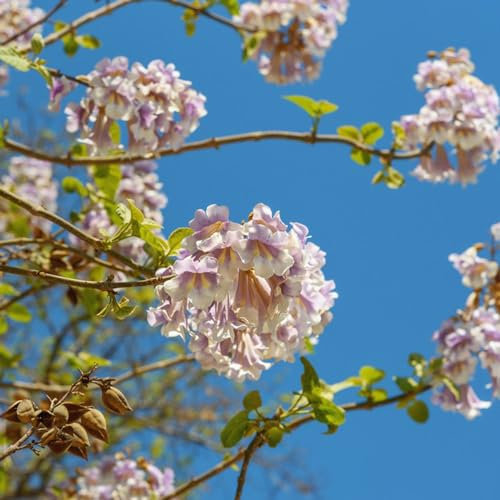 300 Pcs Paulownia Baum Samen - Paulownia Tomentosa - Bonsai Baum, Nachhaltige Geschenke Kiribaum Pflanze Samen, Topfpflanzen Draußen Winterhart, Frühlingsblumen Bonsaibaum, Pflanzen