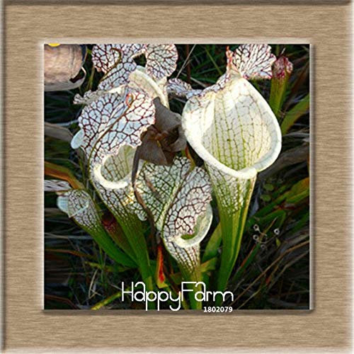 Limite di tempo!!11 Vari semi di Nepenthes Balcone Piante da in vaso Semi Piante carnivore Semi 50 Pz/pacco