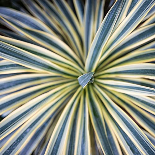 Cordyline Australis Torbay Dazzler Cabbage Palm Hardy Shrub Exotic Low Maintenance Easy to Grow Coastal Gardens 3X 9cm Potted Plant Supplied by Thompson and Morgan (3)
