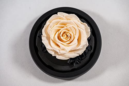 YourRoses® echte Premium Rose im Glas mit einer wunderschönen Geschenkbox | Lange Haltbarkeit & edles Geschenk als Liebesbeweis | ein Geschenk vom Herzen Champagner