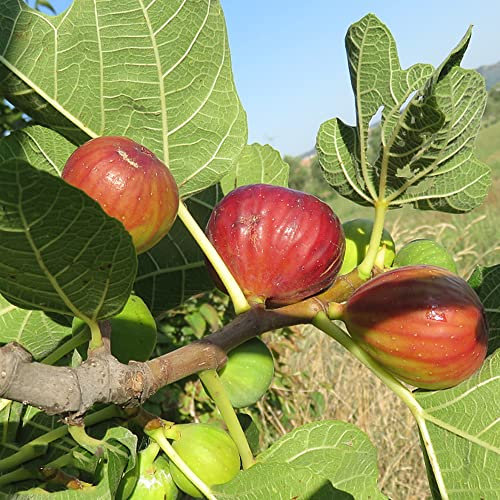 feigenbaum zimmerpflanze samen - feigen Ficus carica - bäume saatgut geschenk säulenobst topf pflanze bonsai samen indoor plants bonsai topf winterfeste pflanzen für garten früchte 100 Stück