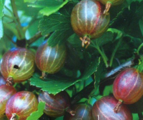 Rote Stachelbeere Hinnomäki Busch 3 Liter Pflanzcontainer 3-4 Triebe