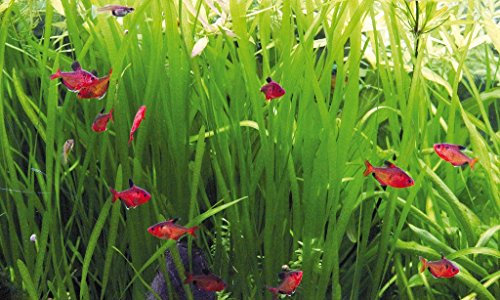 Deko im Trend Vallisneria Wasserpflanze Aquarium Vallisnerie 3xTonring