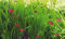 Deko im Trend Vallisneria Wasserpflanze Aquarium Vallisnerie 3xTonring