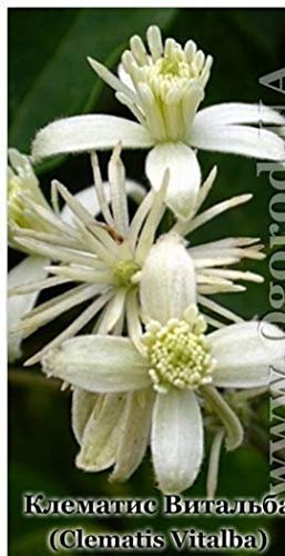Portal Cool Semi di Clematis Vitalba – 20 Semi Clematis