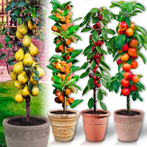 Arbres fruitiers Colonnaires - Lot de 12 arbres (3 cerisiers, 3 pommiers, 3 poiriers, 3 abricotiers) - 80/100 cm de hauteur - Idéal pour Balcon, terrasse, Petit Jardin
