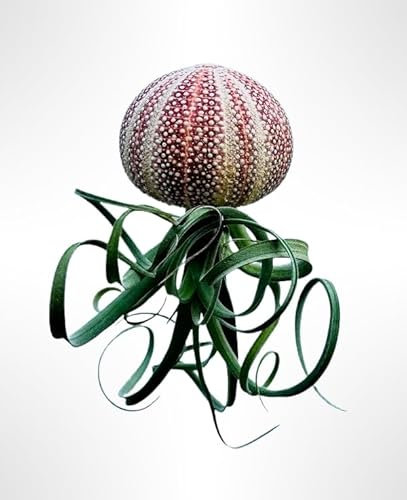 Wunderschöne Quallen mit einem seltenen großen roten Seeigel Tillandsia Curly Slim.