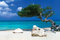 1art1 Strände Poster Divi Divi Baum, Tom Makie Plakat | Bild 91x61 cm