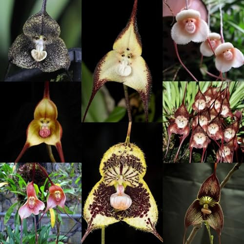 200 pcs Affen Orchidee Samen, Topfpflanzen Echt, Outdoor Pflanzen Dracula simia - Balkonpflanzen Winterhart Blumensaat, Garten Geschenk Pflanzen Für Garten, Gartenpflanzen blumensamen
