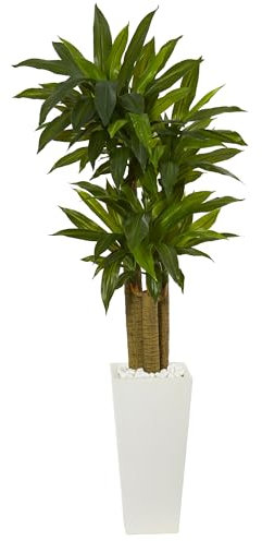 Nearly Natural - Pianta dracaena in vaso bianco, 25 cm di profondità x 25 cm di larghezza x 5 cm di altezza.