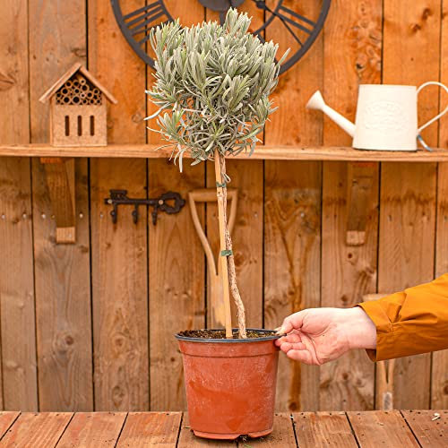 Buisson de Lavande Lollipop | Plante fraîche odorante Cuisine Aromathérapie