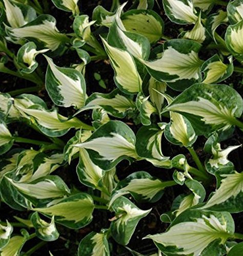 Funkie Whirlwind - Hosta fortunei