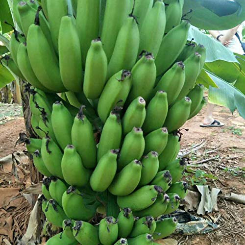 TOYHEART 100 Stück Premium-Fruchtsamen, Bananenpflanzen-Samen Starke Überlebensfähigkeit Hochertragige Mehrjährige Balkon-Bonsai-Sämlinge Für Die Farm Bananensamen