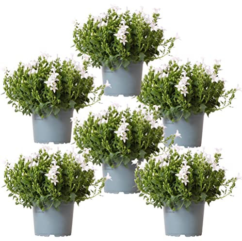 Campanula Addenda - Glockenblume weiß Topfgröße 12cm - 1m2 Bodendecker - 6 Pflanzen - Ambella weiß - Gartenpflanzen - winterhart