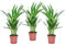 Plant in a Box - Dypsis Lutescens - Set de 3 - Palmier Areca - Palmier Papillon - Palmier d interieur purificatrices d'air - Pot 12cm - Hauteur 30-45cm