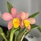 cattleya orchidee samen - blumen für balkon, pflanzen garten winterhart mehrjährig balkon, pflanzen samen indoor blumensamen kaufen, pflanzensamen exotisch garten, winterharte 200pcs